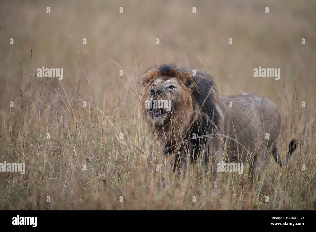 African male lion masai mara national park hi-res stock photography and ...