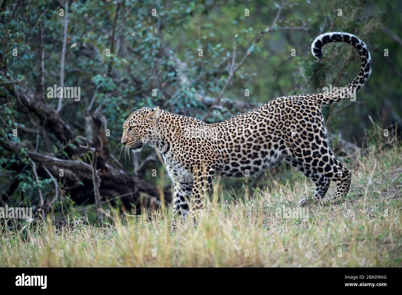 The image of Leopard (Panthera pardus), in Kenya, Masai Mara National Park - Stock Photo