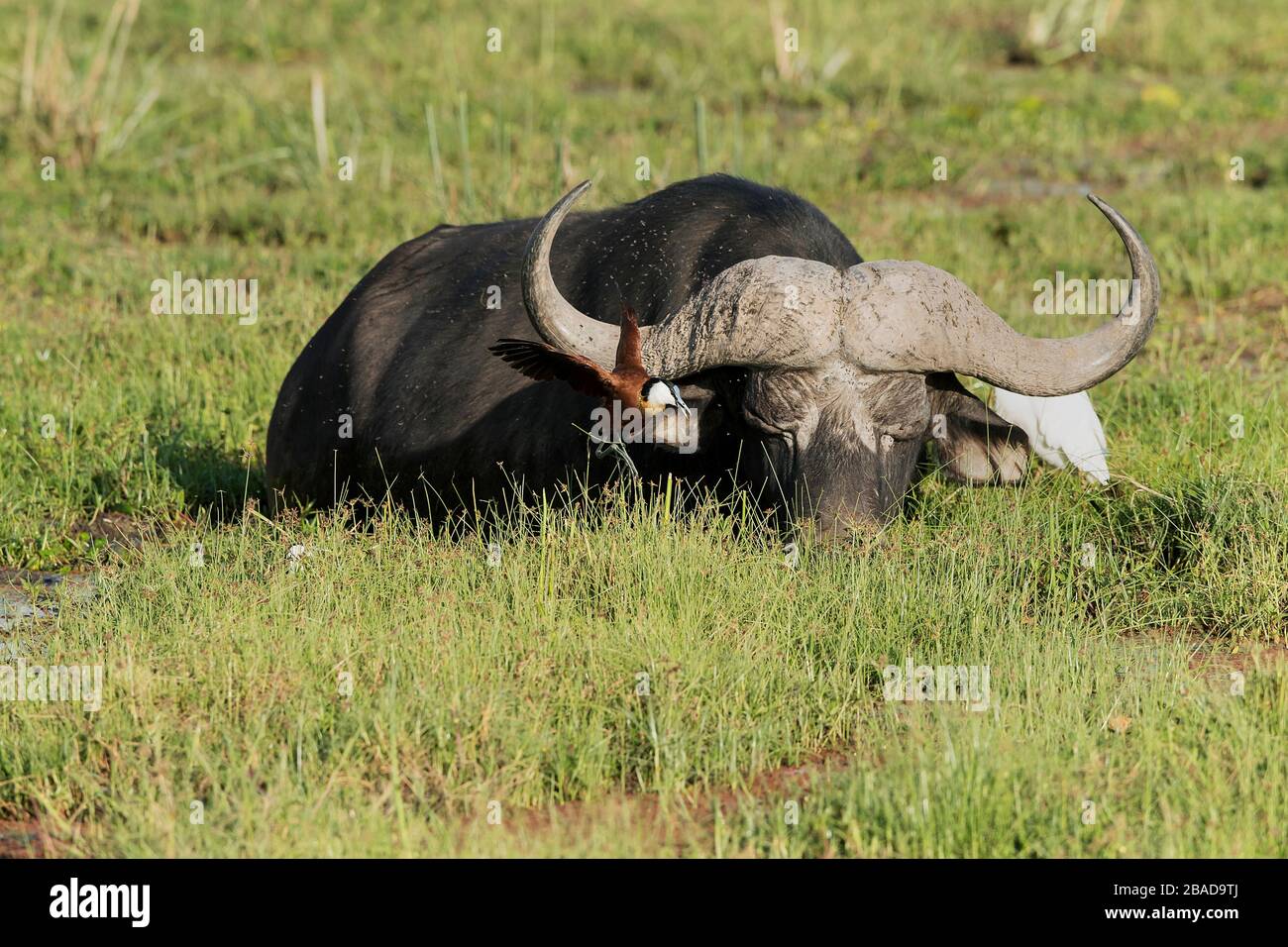 The image of African jacana (Actophilornis africanus) with water