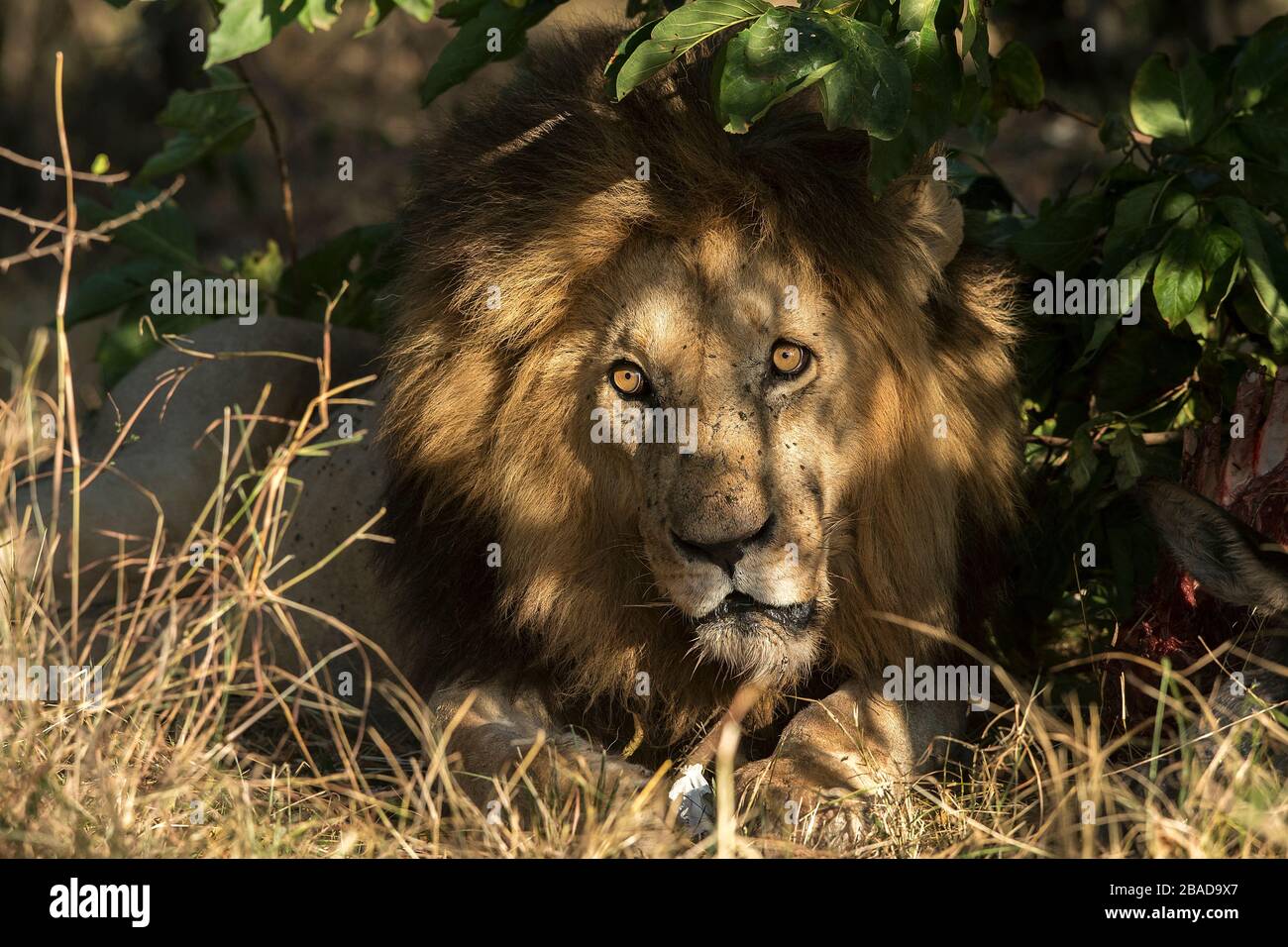 The image of African lion (Panthera leo) portrait in Masai mara ...