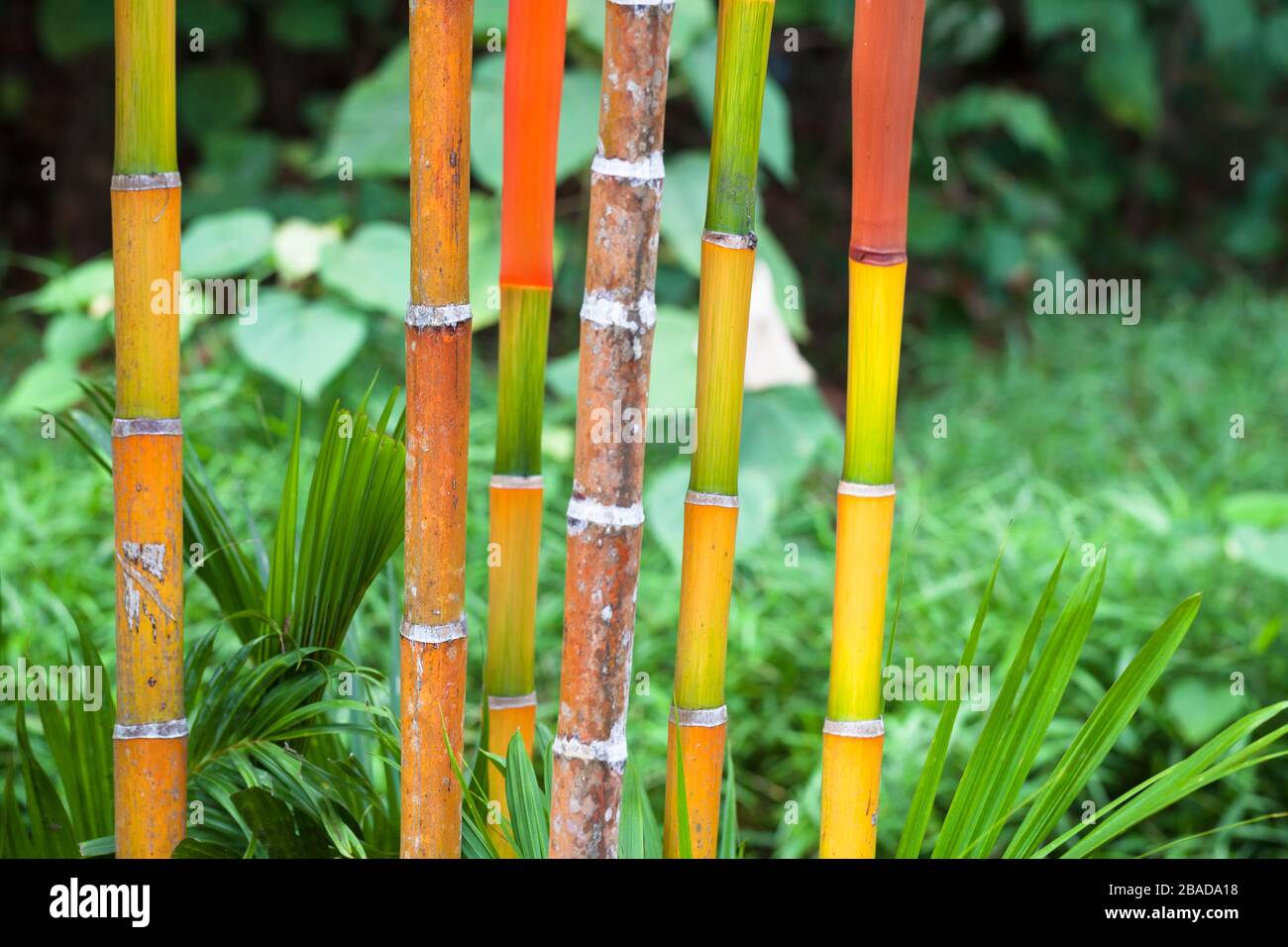 Tropical plants closeup hi-res stock photography and images - Alamy