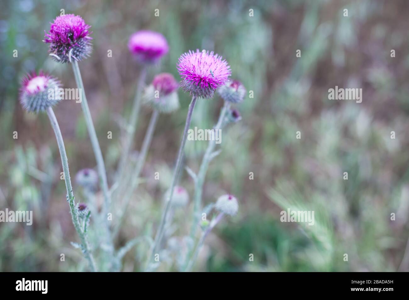 Purple flowers of wild Carduus. It is a genus of flowering plants in the aster family, Asteraceae. Close-up photo with selective soft focus Stock Photo