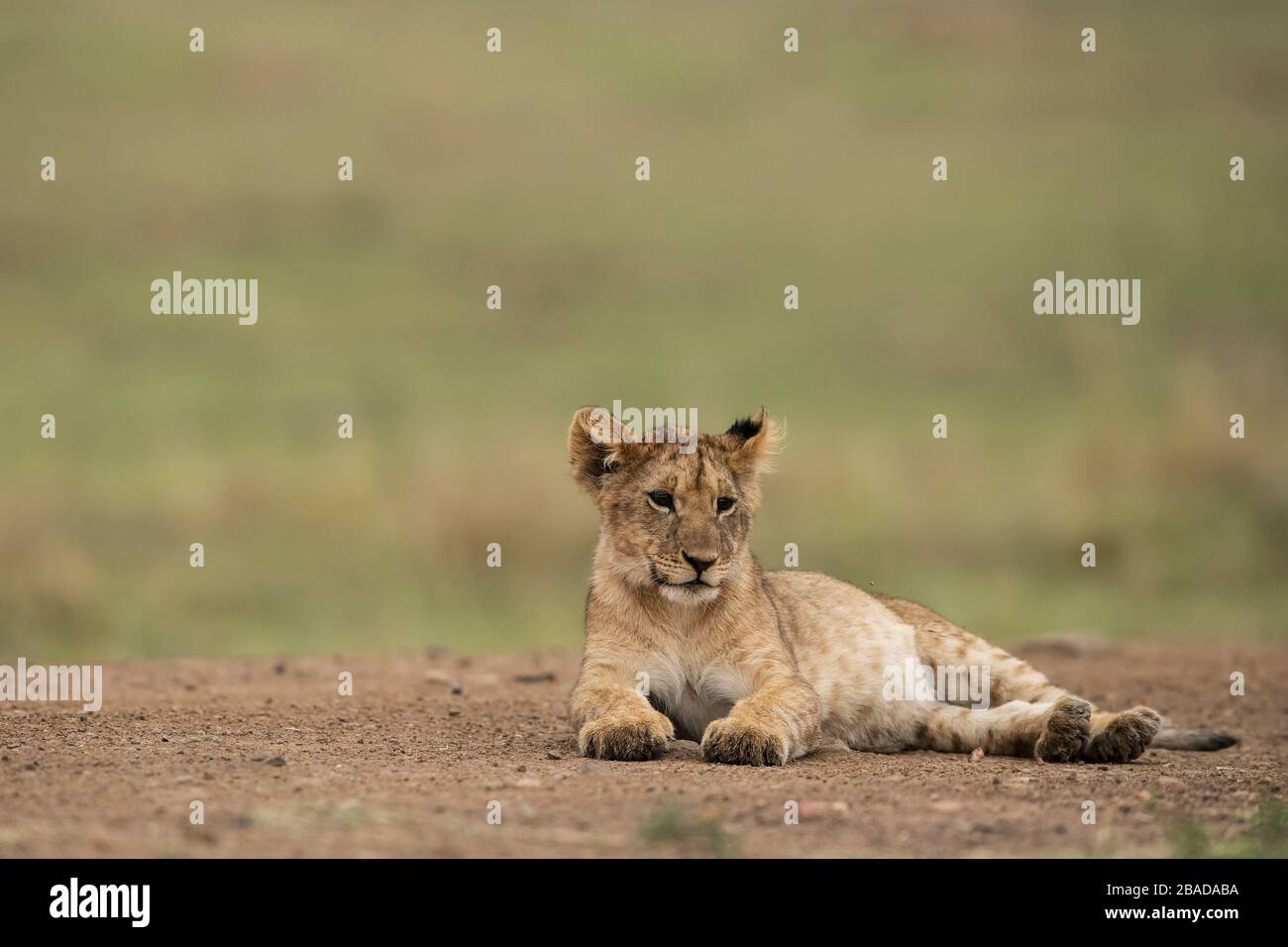 The image of African lion (Panthera leo) cub in Masai mara national ...