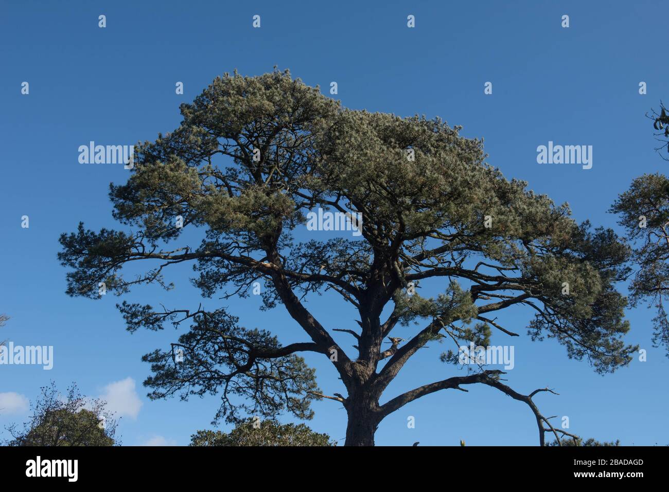 Green Foliage of an Evergreen Scots Pine Tree (Pinus sylvestris) with a Bright Blue Sky Background in a  Garden in Rural Devon, England, UK Stock Photo