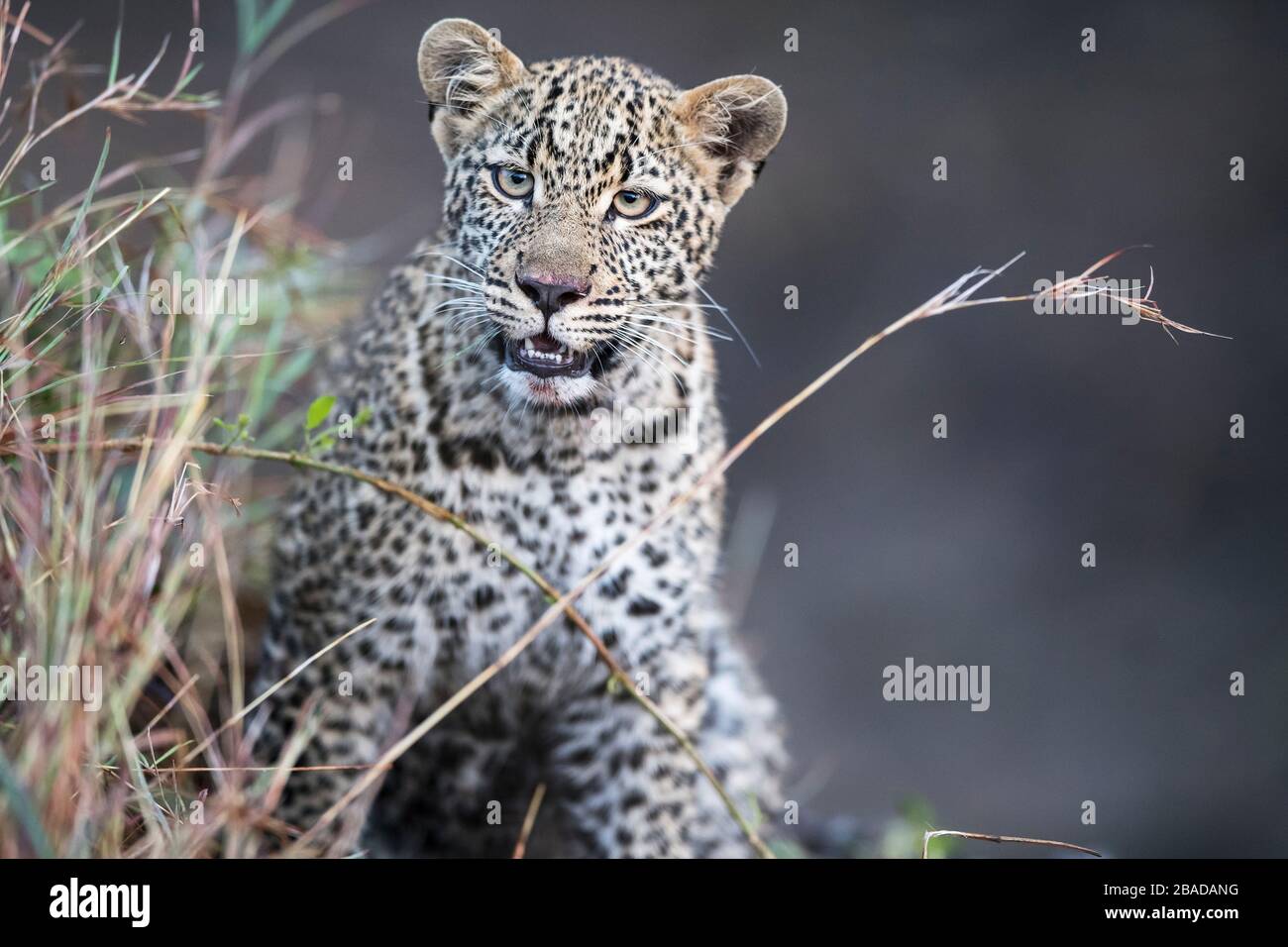 The image of Leopard (Panthera pardus), on the prowl, Kenya, Masai Mara National Park - Stock Photo