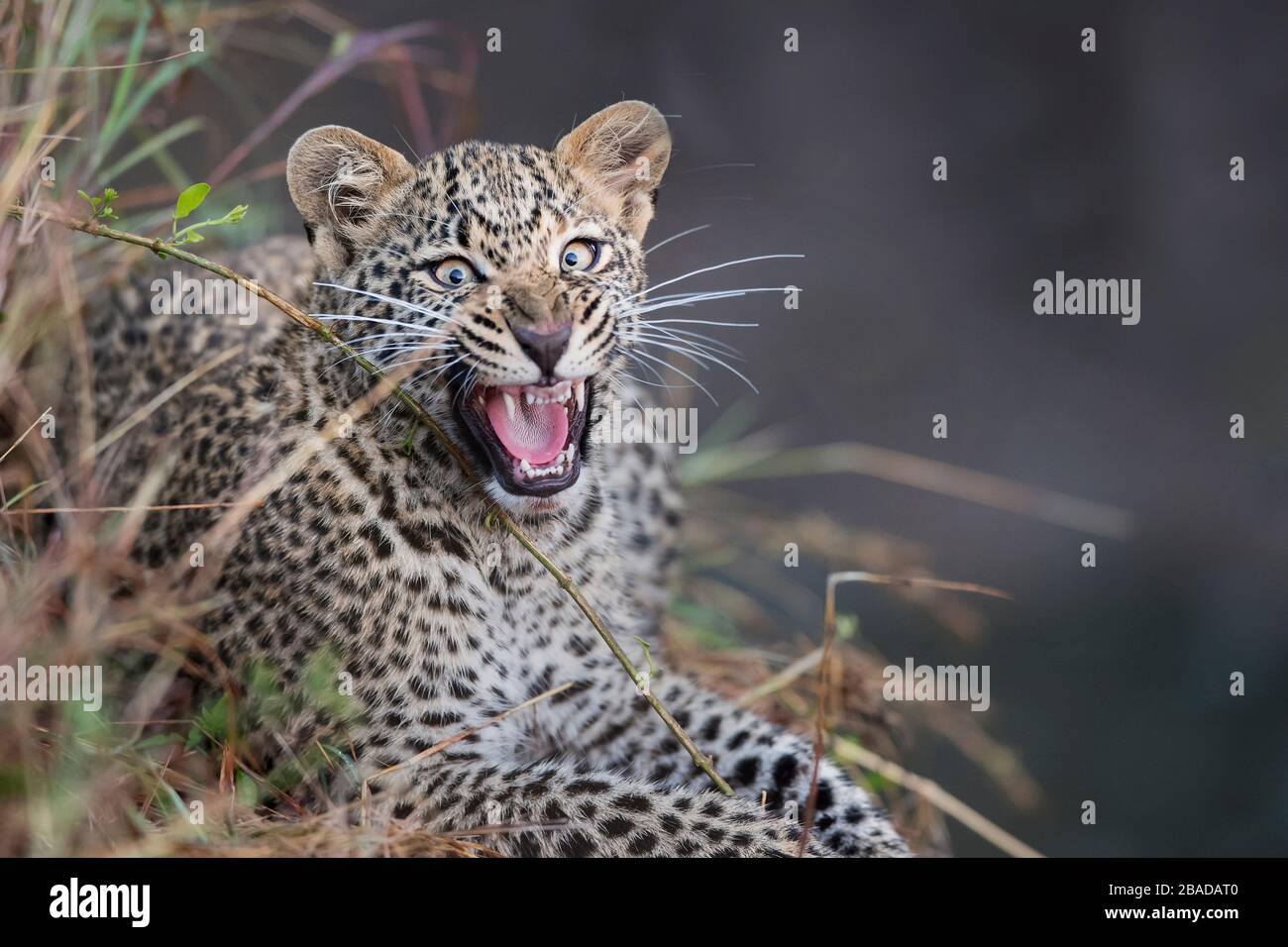 The image of Leopard (Panthera pardus), Portrait in Kenya, Masai Mara National Park - Stock Photo