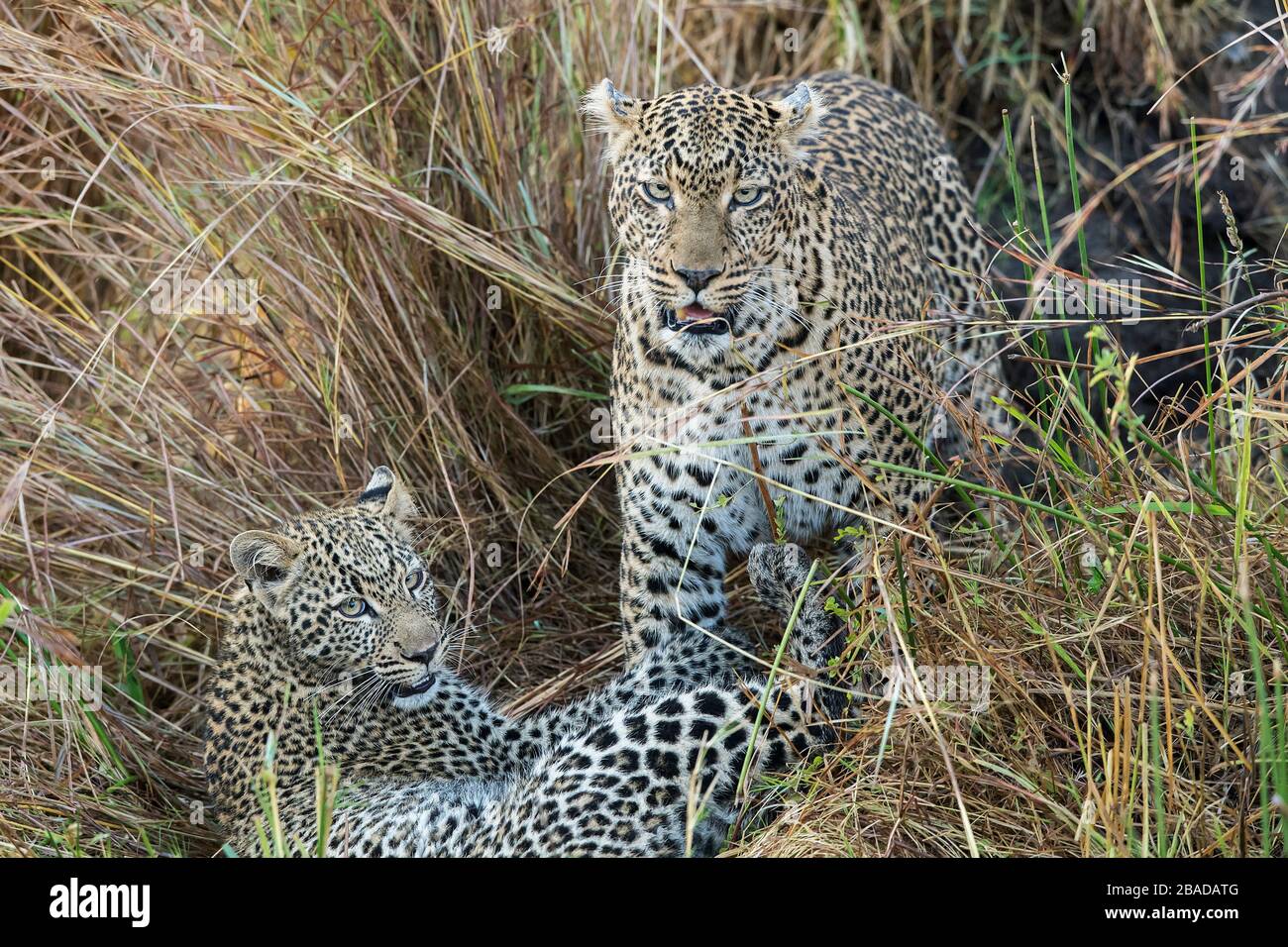 The image of Leopard (Panthera pardus) mother and cub in  Kenya, Masai Mara National Park - Stock Photo