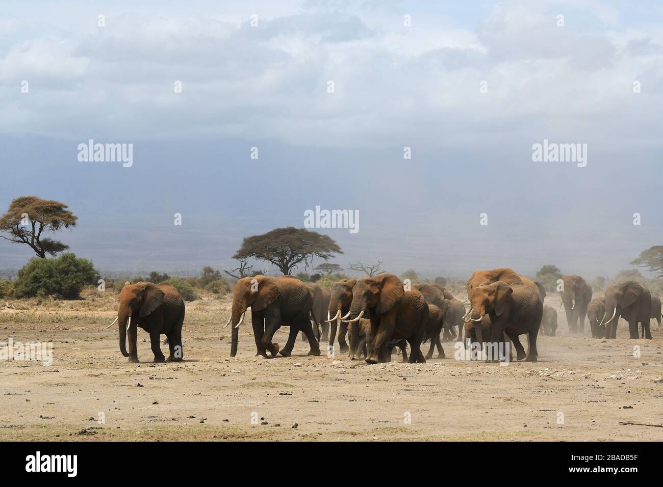 The image of African elephant (Loxodonta africana) herd in Amboseli national park, Kenya Stock Photo