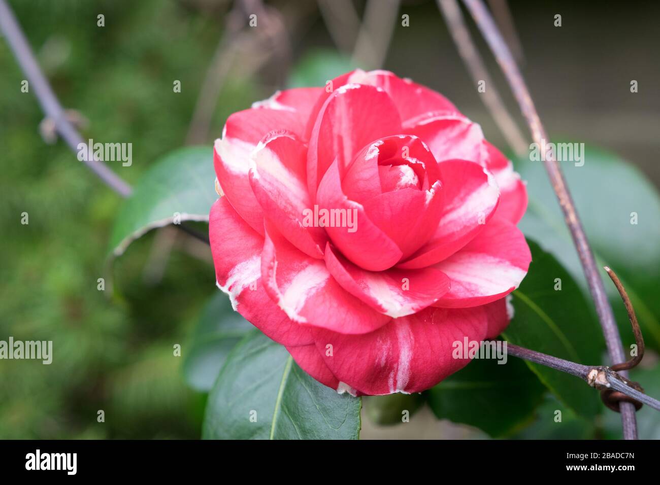 Beautiful image of double flowered red Camellia japonica with white stripes Stock Photo