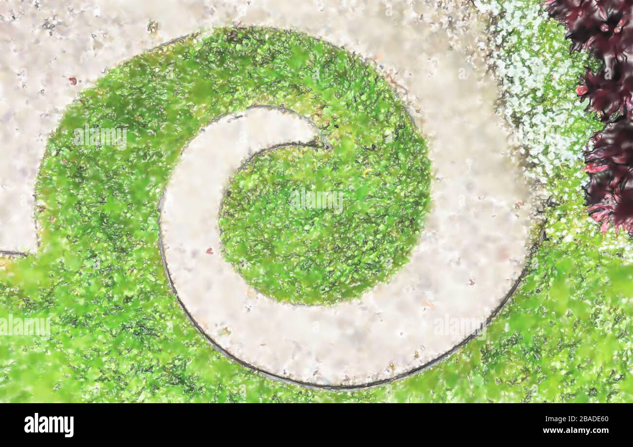 Decorative lawn, planted in the form of a spiral, vertical viewing ...