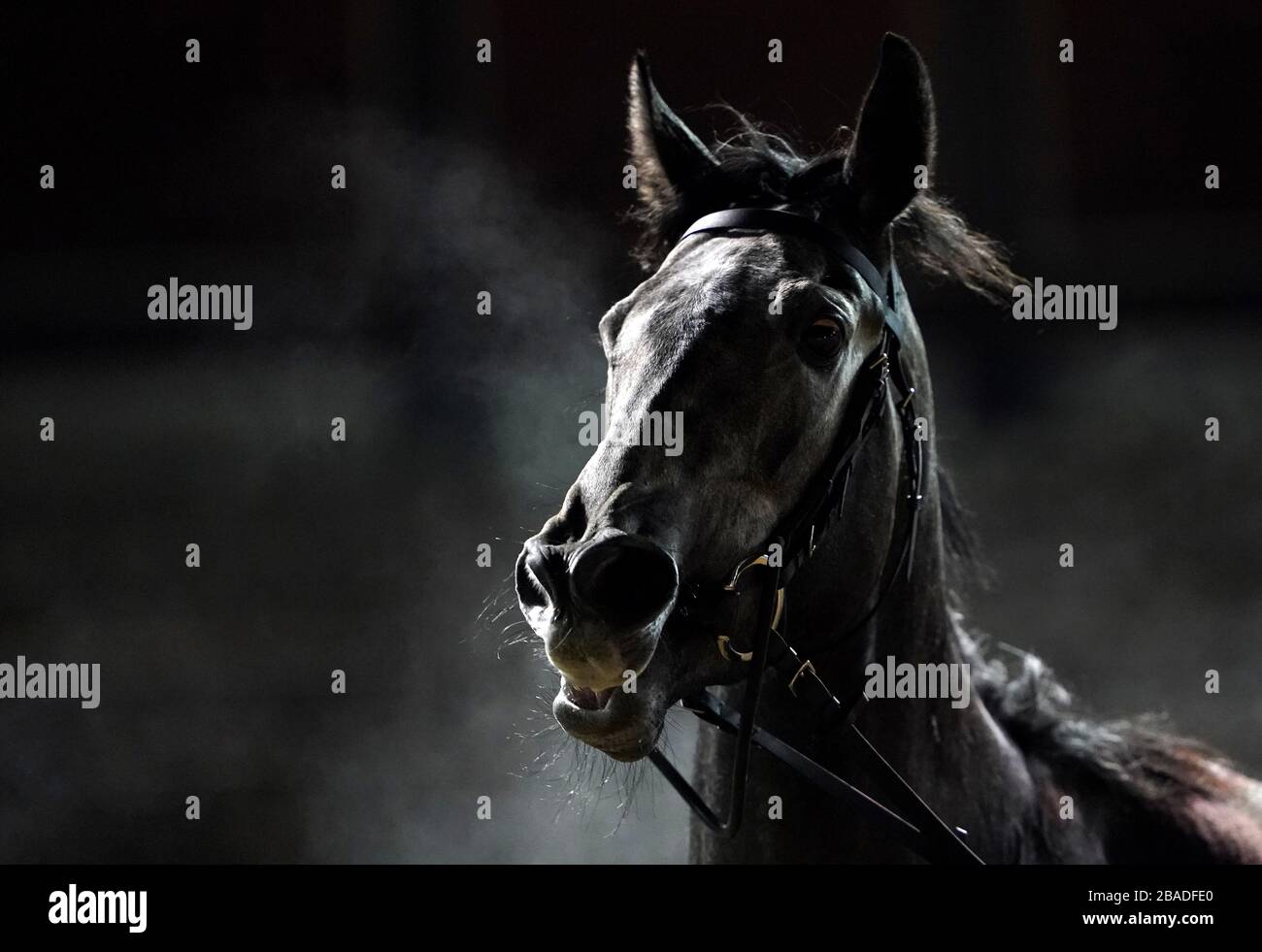 A horse after the Betway Novice Stakes (Class 5) at Wolverhampton Racecourse. Stock Photo