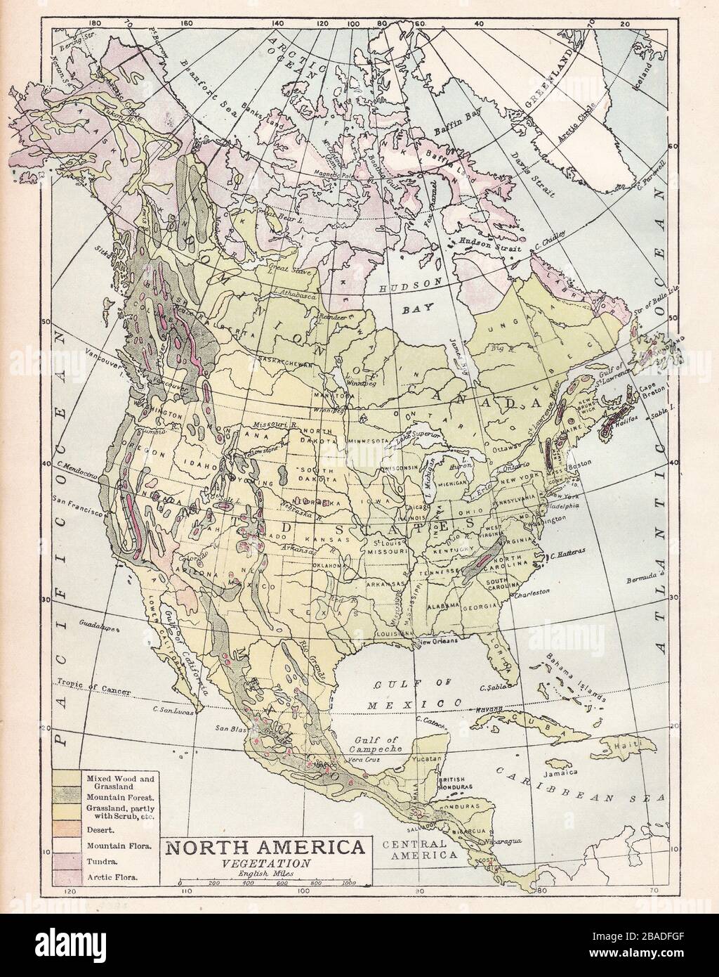 Vintage map of North America Vegetation - Vintage Map Of North America Vegetation 1900s 2BADFGF