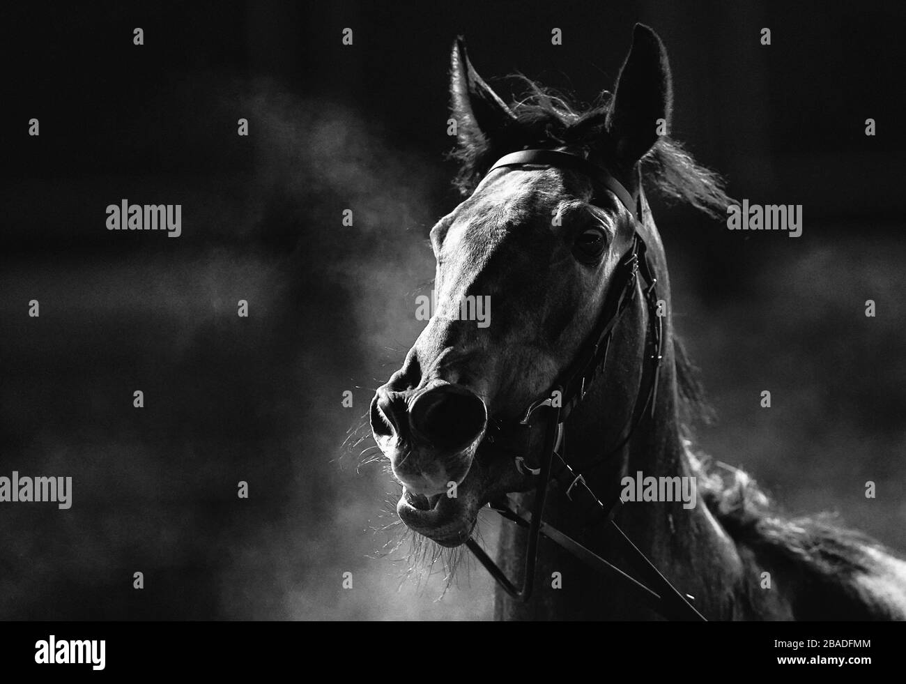 A horse after the Betway Novice Stakes (Class 5) at Wolverhampton Racecourse. Stock Photo