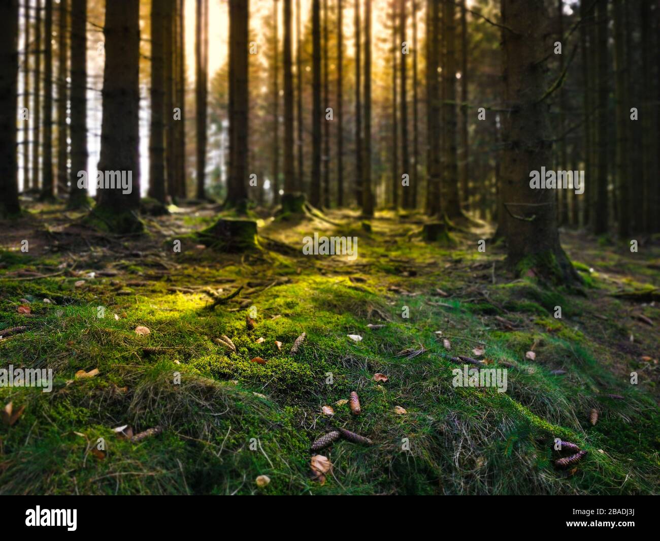 Moist forest floor with moss. The tree trunks cast shadows in the sunlight. A good place for forest bathing. Brilon, Sauerland. Stock Photo