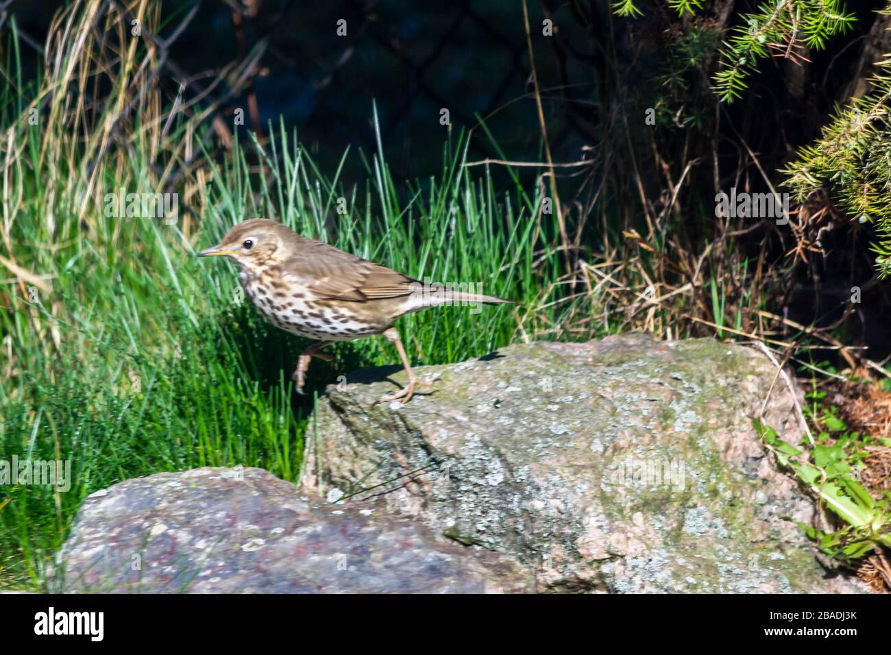 Thrush singer, singer - a species of medium-sized bird from the thrush ...