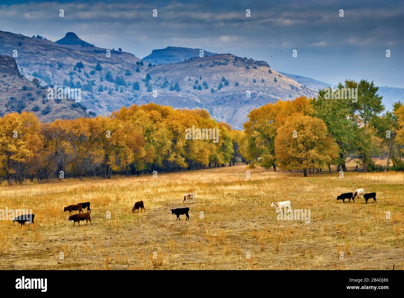 John Day River Valley, view from Journey Through Time Scenic Byway, near Kimberly, Oregon, USA