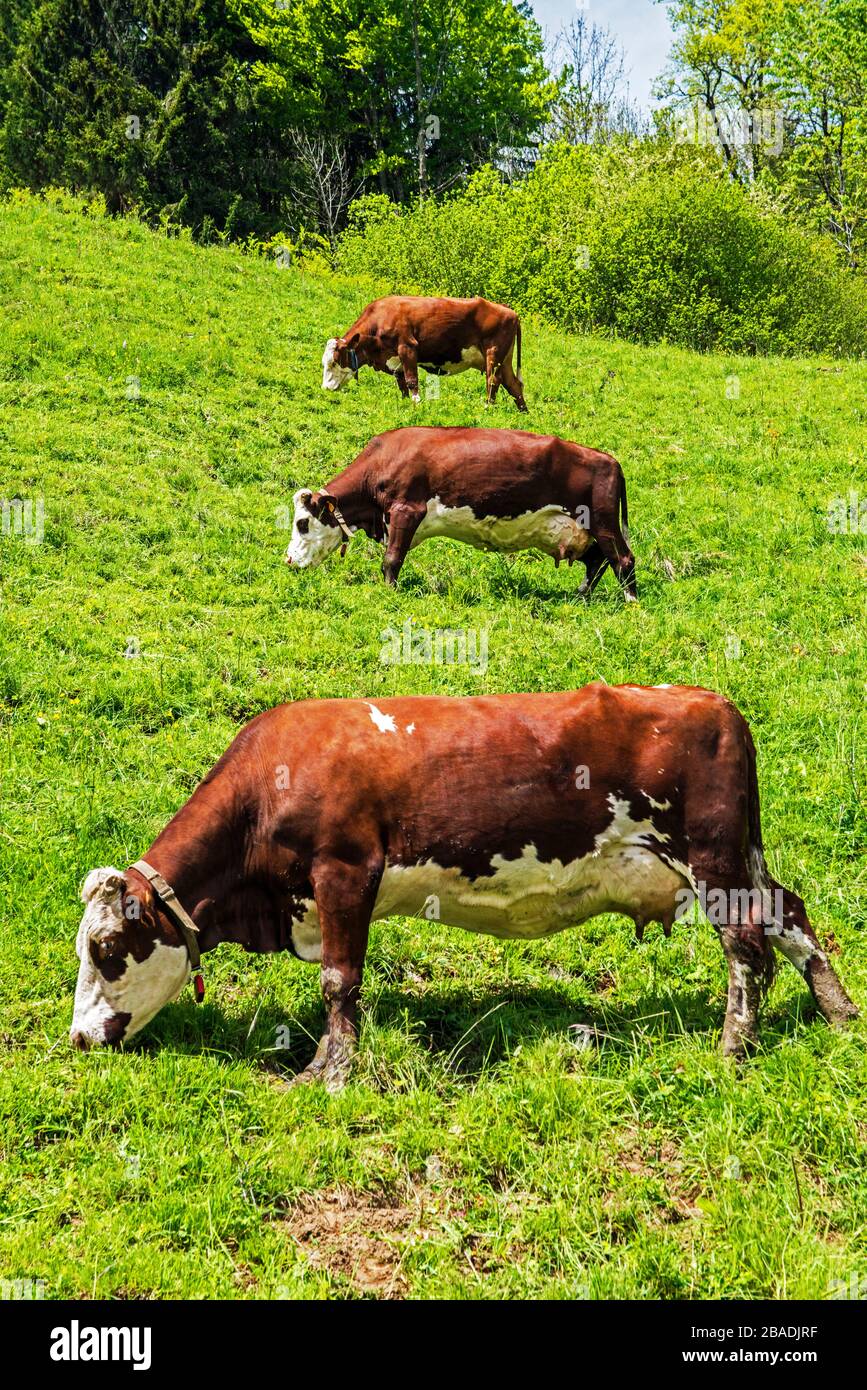 Three cows all munching grass and stacked one on top of the other near Romme in the French Alps. Stock Photo