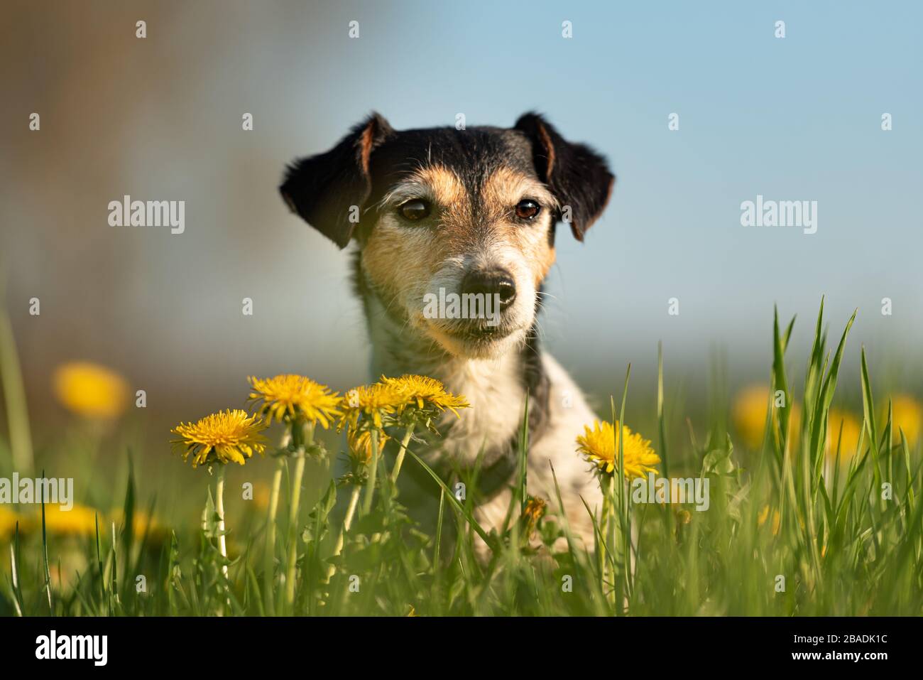 Portrait of a little cute Jack Russell Terrier dog outdoor in nature against a blue sky Stock Photo