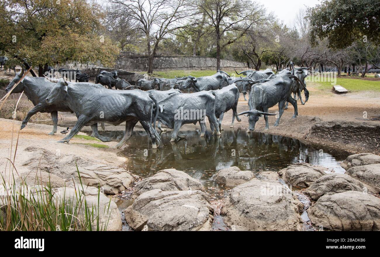 the cattle drive sculptures at the pioneer plaza in dallas texas Stock