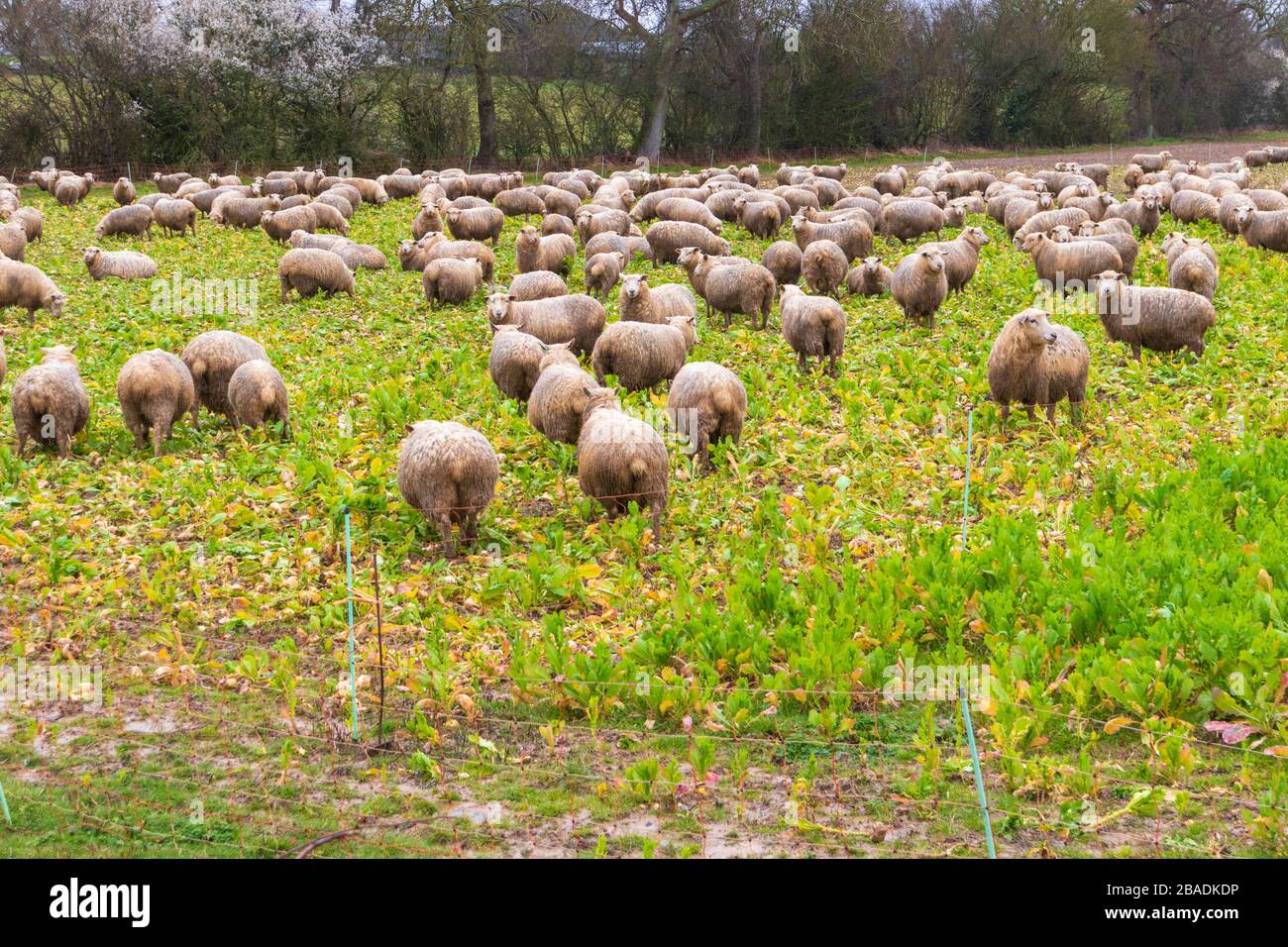 Sheep eating in rain in a kent field, uk Stock Photo Alamy