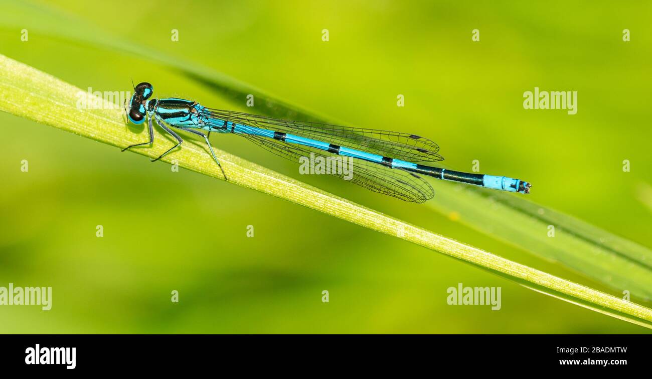 blue damselfly sitting on grass blade, wild insect animal macro Stock Photo