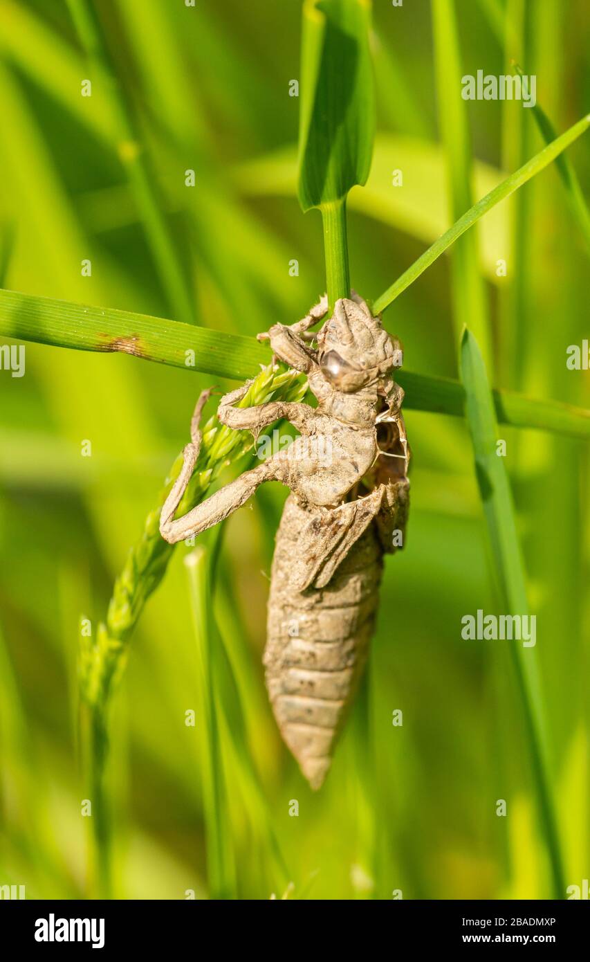 dry empty shell from hatched dragonfly hanging on grass, wild insect animal macro Stock Photo