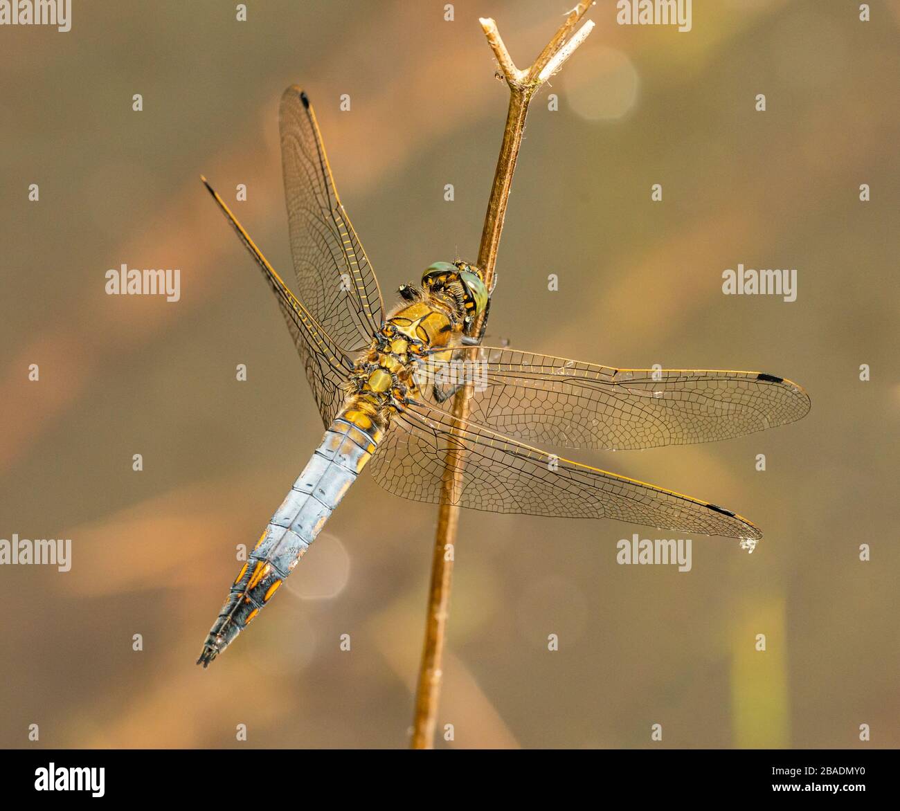 grey blue dragonfly sitting on dry vegetation, wild insect animal macro Stock Photo