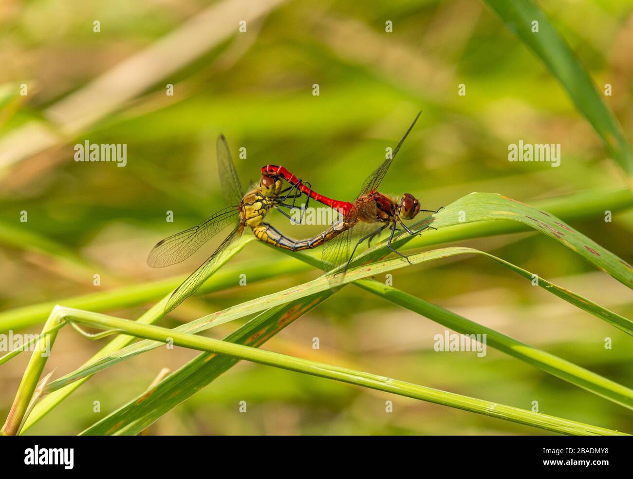 red and yellow dragonfly mating on grass, wild insect animal macro Stock Photo