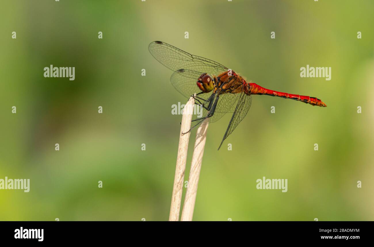 red dragonfly sitting on top of dry vegetation, wild insect animal macro Stock Photo