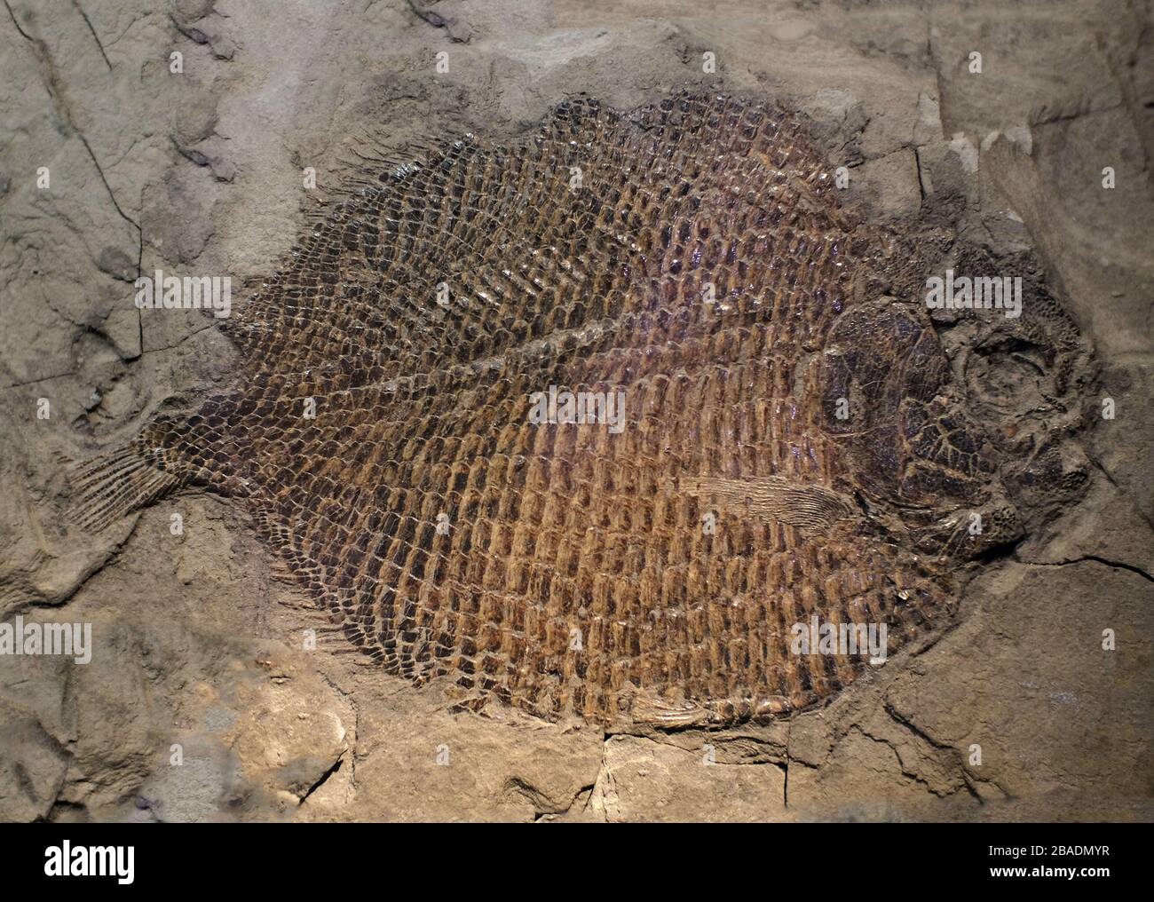 Fossil skeleton of a fish. Stock Photo