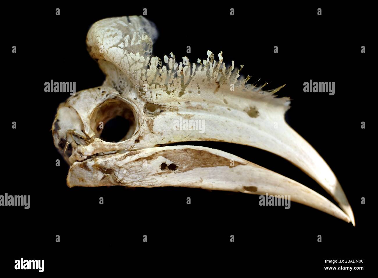 Male black hornbill skull,(Anthracoceros malayanus) showing the bone structure of the casque. Stock Photo