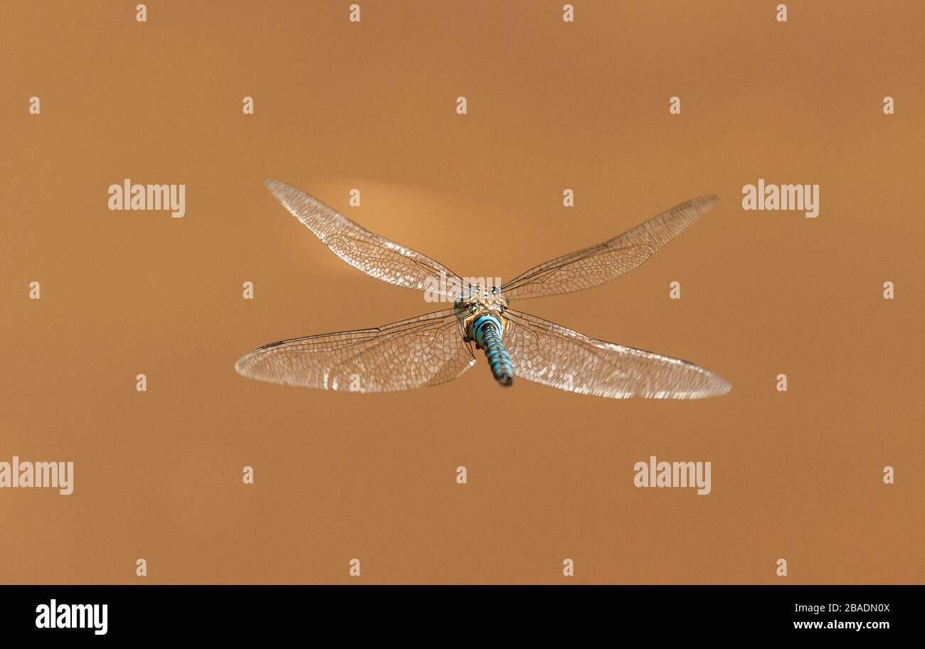 big blue dragonfly in flight from behind, wild insect animal macro Stock Photo