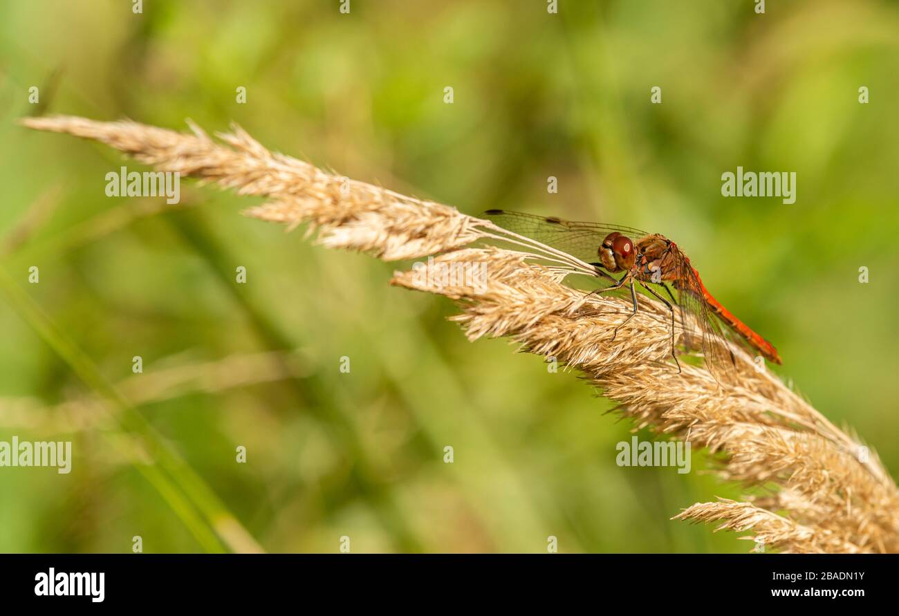 red dragonfly sitting on dry grass, wild insect animal macro Stock Photo