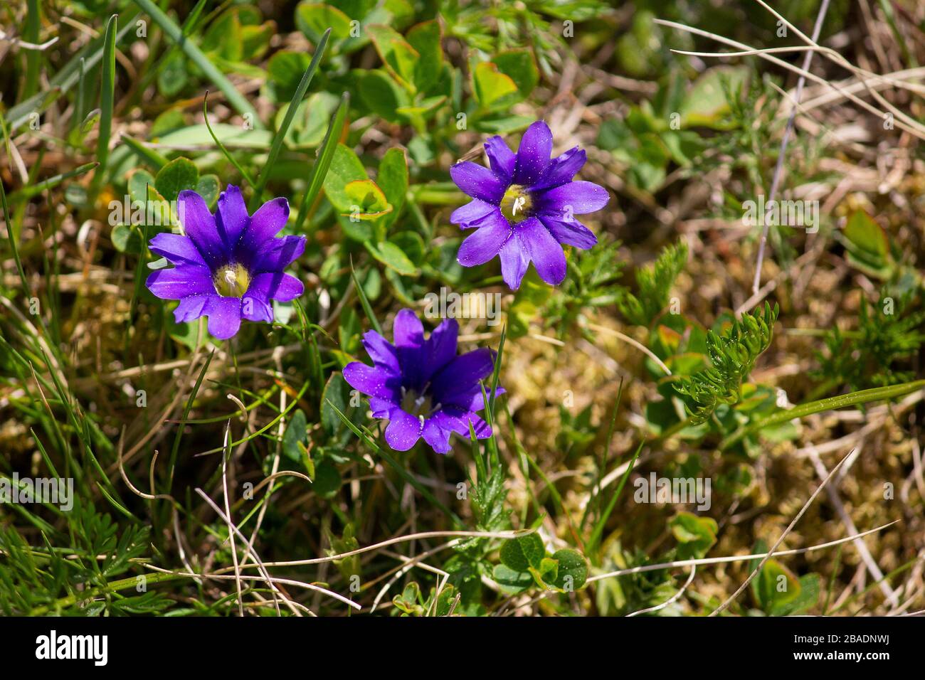 Wild flowers Gentiana pyrenaica on the mountain plain. Carpathians Stock Photo