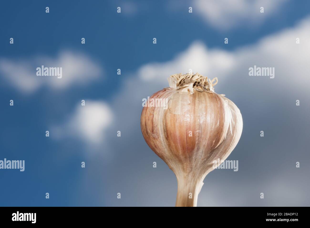 Aglio di resia hires stock photography and images Alamy