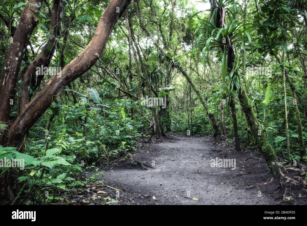 Black path running inside a lush forest. Lava trail on the slopes of Arenal Vocano. Costa Rica nature concept. Stock Photo
