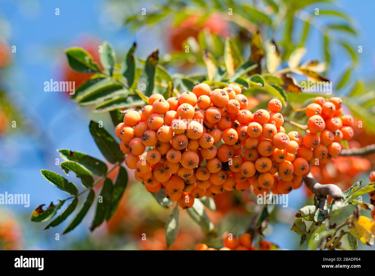 tree with orange berries in autumn