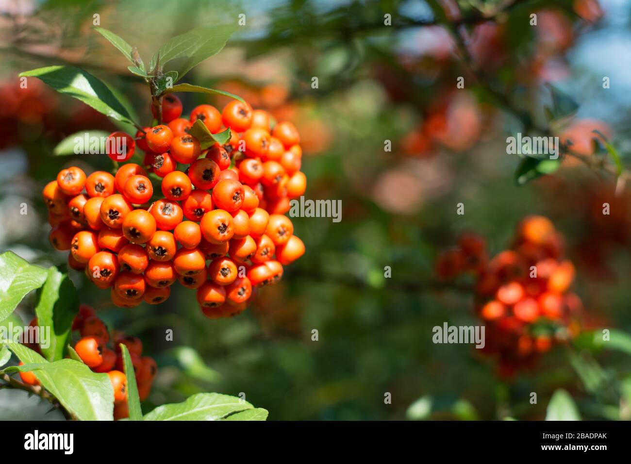 Bunch of orange firethorn berries surrounded with green leaves - blurred background Stock Photo