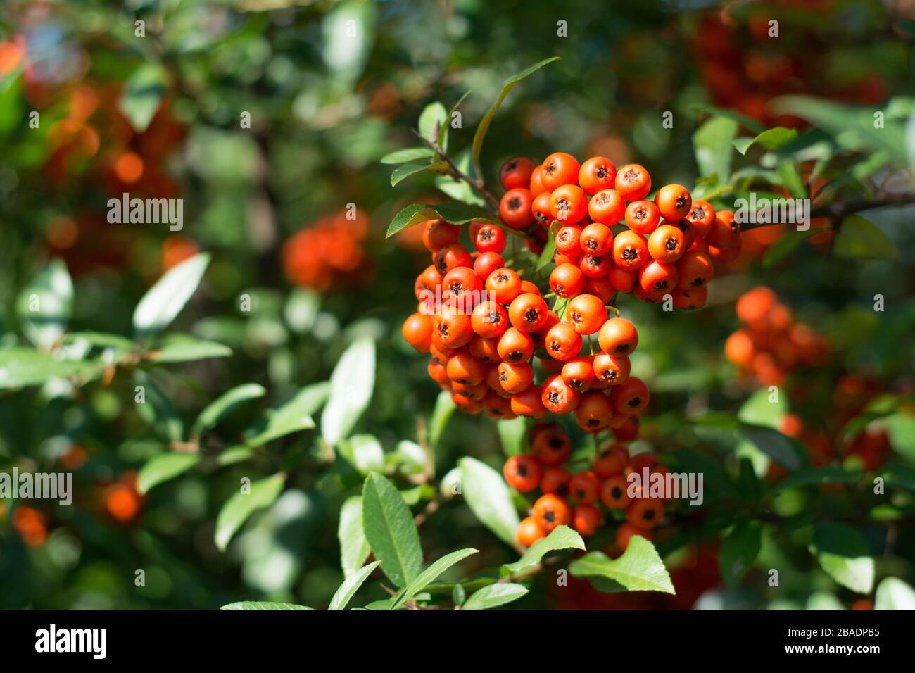 Bunch of orange firethorn berries surrounded with green leaves on a sunny autumn day - blurred background Stock Photo