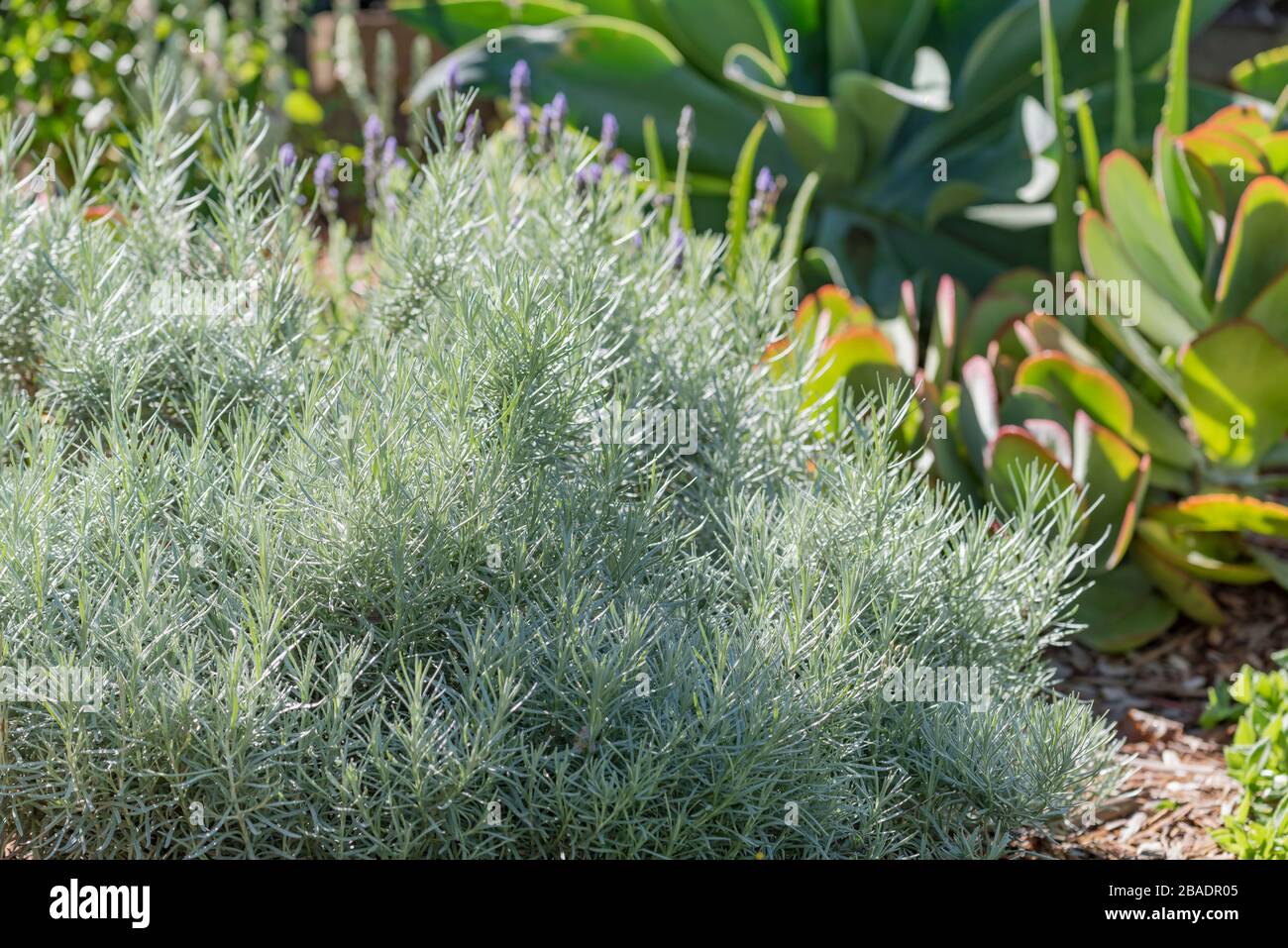 A healthy Curry Plant (helichrysum italicum var. serotinum) growing in a Sydney backyard in Australia Stock Photo