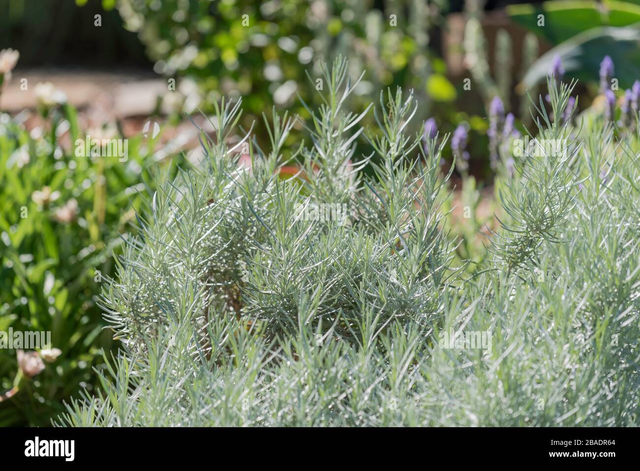 A healthy Curry Plant (helichrysum italicum var. serotinum) growing in a Sydney backyard in Australia Stock Photo