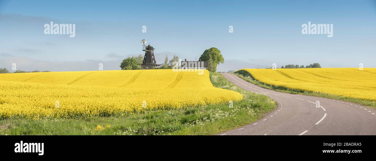 Rural road leading to an old windmill on a hill in agricultural landscape with yellow rapeseed fields near Tomelilla, Skane, Sweden, Scandinavia. Stock Photo