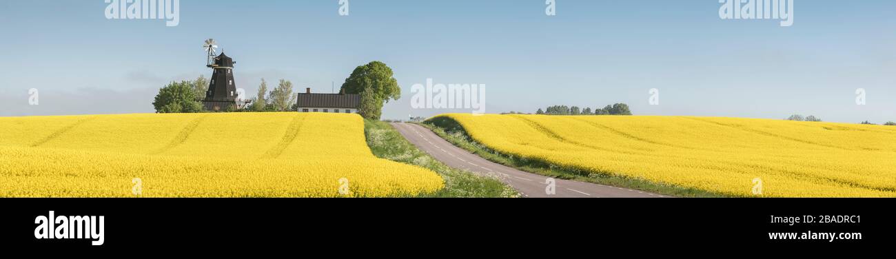 Rural road leading to an old windmill on a hill in agricultural landscape with yellow rapeseed fields near Tomelilla, Skane, Sweden, Scandinavia. Stock Photo