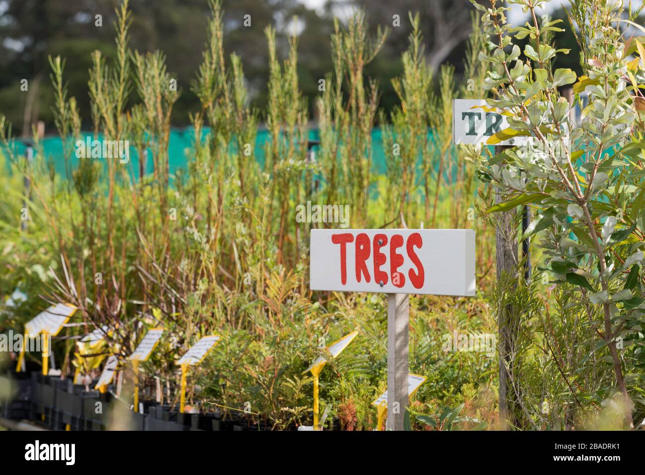 Australian natives hires stock photography and images Alamy