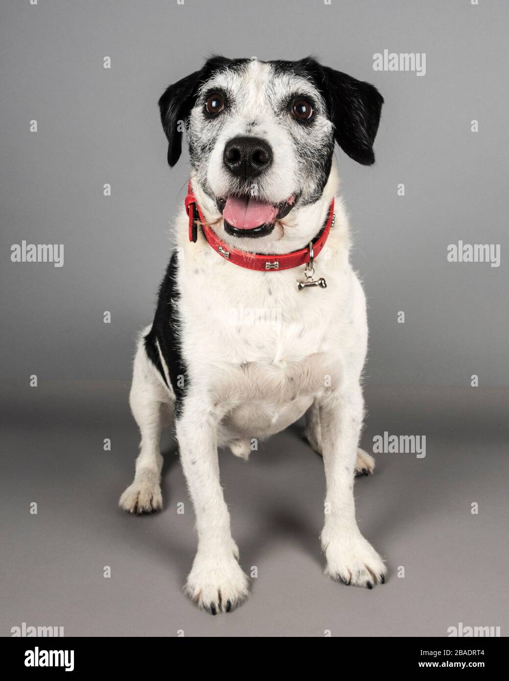 Photo of a jack russell terrier / spaniel cross (UK) Stock Photo