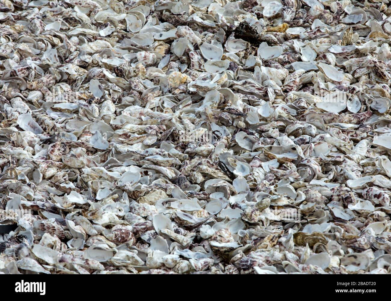 Discarded Shells housands of empty shells of eaten oysters discarded on sea floor in ...