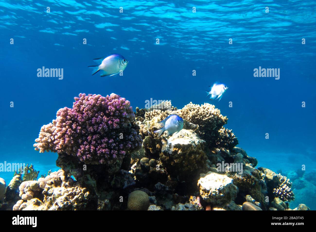 Tropical Fish In The Ocean. Beautiful Silver Moonfish (Moony, Monodactylidae) In The Red Sea Near Coral Reef. Purple Hard Corals, Underwater Diversity Stock Photo