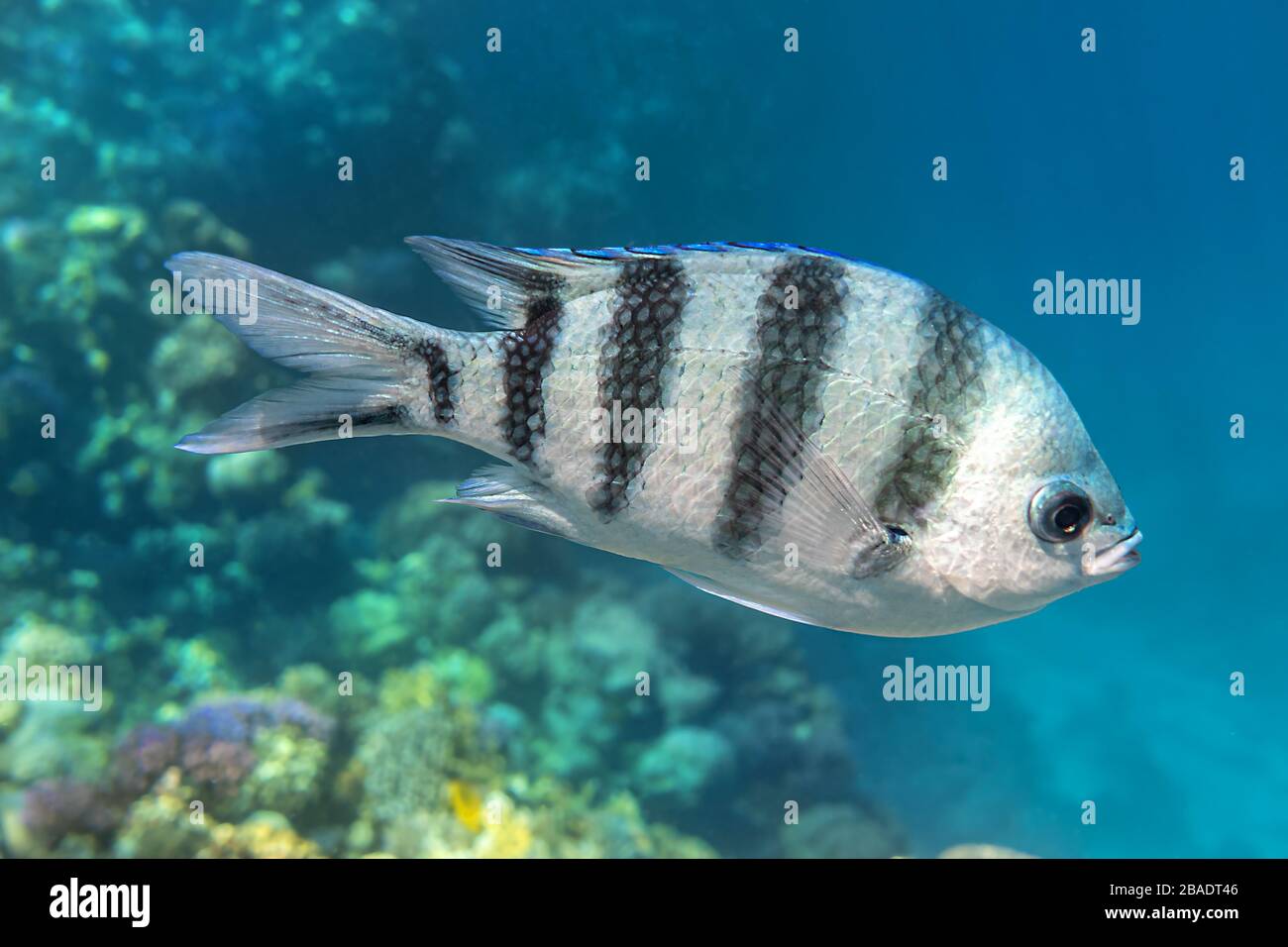 Scissortail Sergeant (Major, Pintano, Abudefduf) In Blue Turquoise Water. Striped Indo-Pacific Tropical Fish In The Ocean.  Colorful Beautiful Saltwat Stock Photo