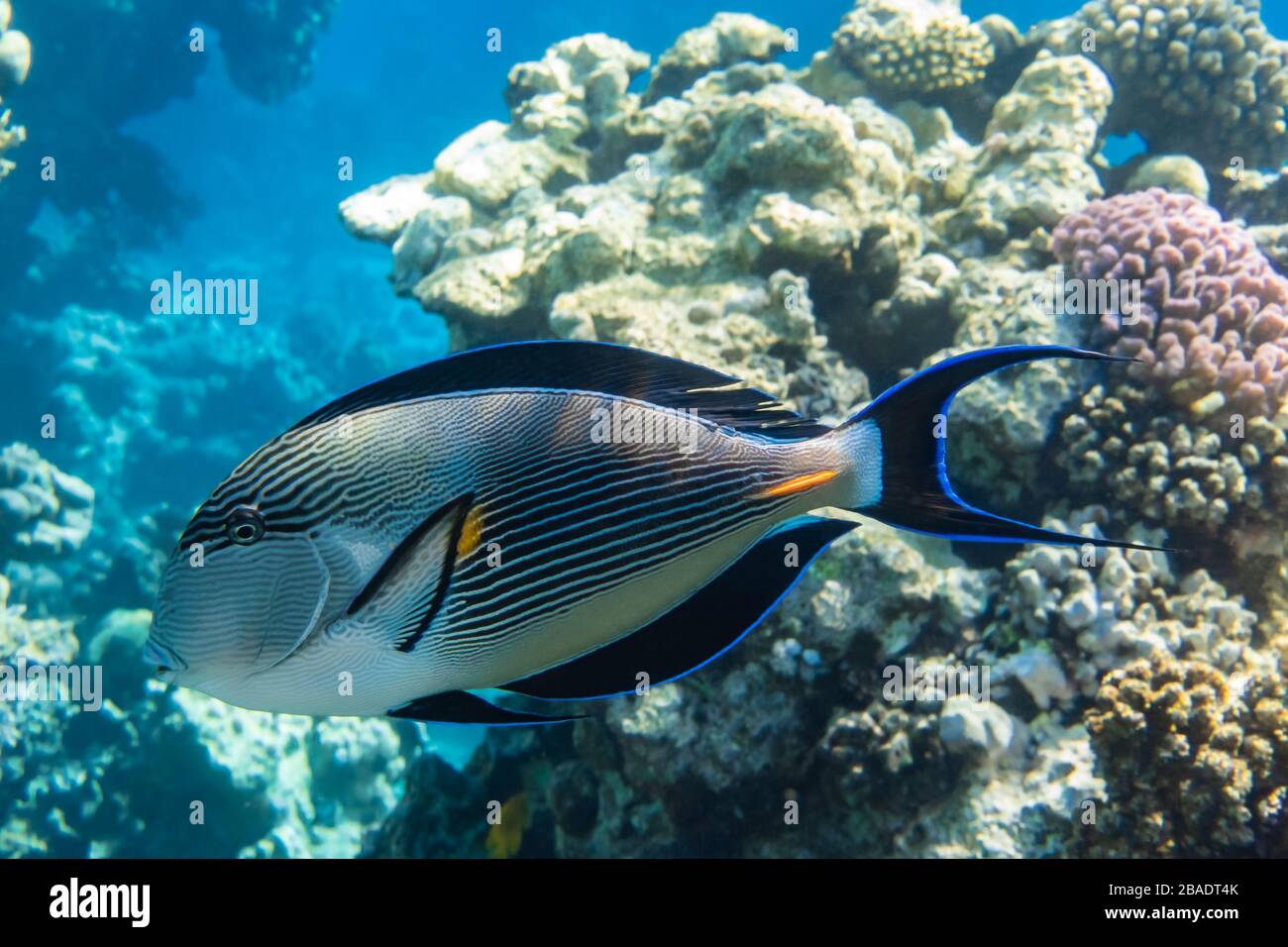 Tropical Fish In The Ocean Near Coral Reef. Sohal Surgeonfish (Acanthurus Sohal) With Black Fins, Yellow And Blue Stripes In The Red Sea, Egypt. Side Stock Photo