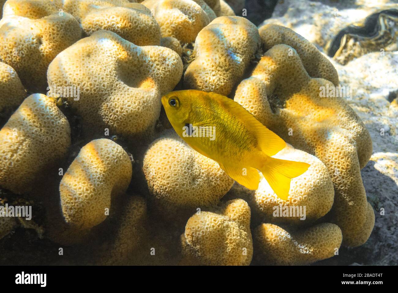 Close Up Of The Single Small Yellow Fish Over The Hard Brain Coral (Mussidae). Underwater World Of Red Sea, Egypt. Bright Exotic Tropical Fish, Diving Stock Photo